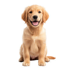 Adorable golden retriever puppy sitting and looking forward with its mouth open and tongue out isolated on transparent background