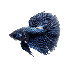 Majestic blue betta fish with flowing fins and scales displayed against a stark black background isolated on transparent background
