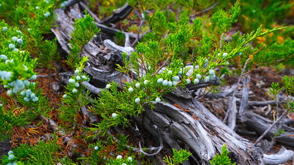 juniper branch on an old branch snake in the grass