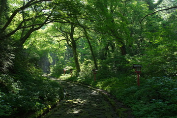 鳥取県の大山隠岐国立公園にある大神山神社参道