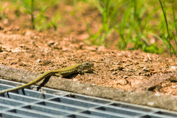 A green lizard lying on earth close to an industrial environment surrounded by metal and grass....
