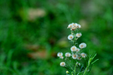 Wild Dandelion Flower Head with Fluffy Seeds on Green Natural Background