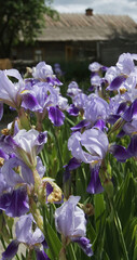 Purple irises bloom vibrantly in a sunny garden setting during springtime