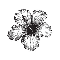 Fototapeta premium A black and white sketch of a hibiscus bloom.