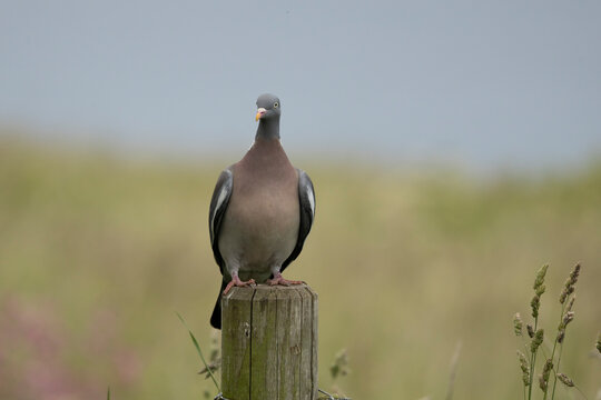 Wood pigeon columba palumbus, perched on a wooden post, green diffused background