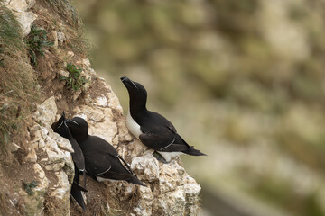 Razorbill's Alca torda perched on a cliff ledge during the summer breeding season at bempton cliffs RSPB site