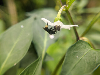Trigonal bees sucking on chili flowers