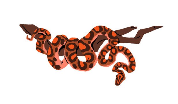 Curved snake relaxes on tree in jungle. Boa, python is hanging on branch in rainforest. Exotic serpent, tropical reptile, venomous animal. Flat hand drawn isolated vector illustration on white