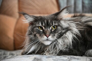 Maine Coon, a beautiful and large domestic animal. Photo 7.