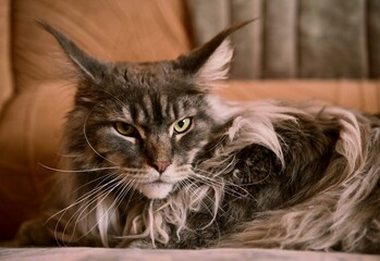 Maine Coon, a beautiful and large domestic animal. Photo 5.