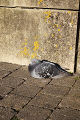 pigeon on the ground
