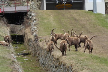 Herd of Alpine Ibex in the Mountains near Pontresina, Switzerland