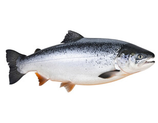 Obraz premium Fresh Raw Salmon Fish with Orange-Grey Skin Isolated on Transparent Background PNG