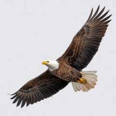 Fototapeta premium Majestic Bald Eagle in Flight Powerful Wings Sharp Gaze Avian Wildlife Photography