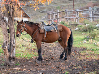 Brown horse tied to a tree, harnessed and ready for the rider. Prepared for a hiking trail...