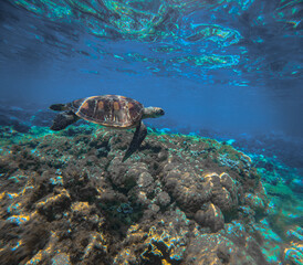 A hawksbill sea turtle or eretmochelys imbricata glides over coral reefs beneath vibrant blue seawater in the marine reserve Apo Island in Negros Oriental Philippines