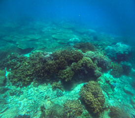 Underwater view of the ocean floor with diverse corals like Elkhorn or Acropora palmata, Porites porites and Agaricia agaricites in clear blue water in the coast of Apo Island in Dauin Negros Oriental