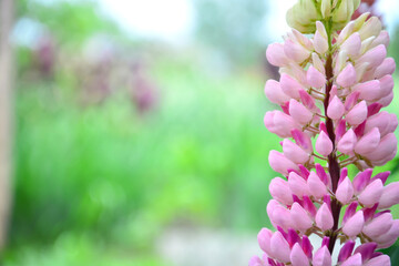 Pink lupine against a blurred green background. Summer flower, close-up. Nature, beauty, bloom.