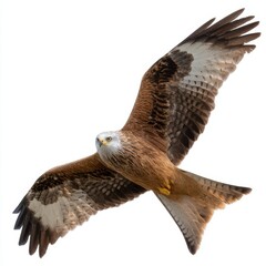 Fototapeta premium Majestic Red Kite in Flight A Stunning Avian Portrait