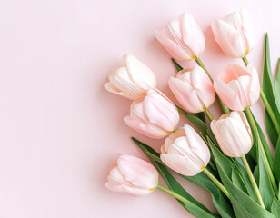 Soft Pink and White Tulips on a Pastel Pink Background