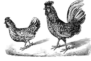 Vintage Farm Animals clipart, farmyard animal Illustrations, clipart for farmers, farm line drawings