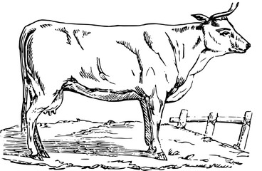 Vintage Farm Animals clipart, farmyard animal Illustrations, clipart for farmers, farm line drawings