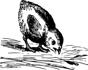 Vintage Farm Animals clipart, farmyard animal Illustrations, clipart for farmers, farm line drawings