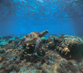 Obraz premium Hawksbill sea turtle or eretmochelys imbricata swimming over coral reef beneath vibrant blue seawater in the marine reserve Apo Island in Negros Oriental Philippines