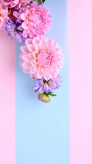 Obraz premium Vertical Composition of Pink and Purple Dahlia Flowers on Pastel Geometric Background
