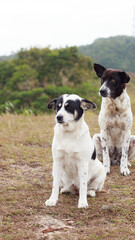 Two pet dogs sitting in a grassy area and looking attentive, showing a candid peaceful moment of summer