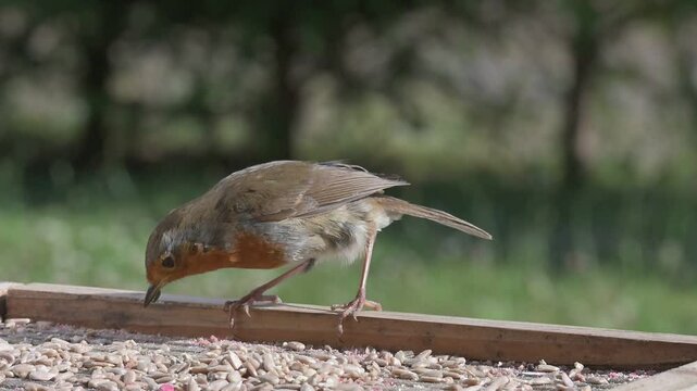 European Robin (Erithacus Rubecula) feeding on a bird table on a windowsill, with a weevil clinging to its beak. July, Kent, UK [Slow motion x5]