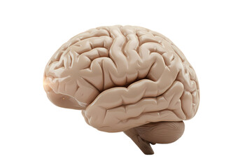 Human Brain Anatomy and Structure isolated on transparent background