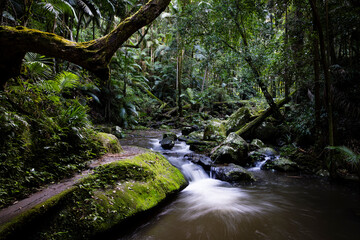 Gondwana Rainforest of Border Ranges