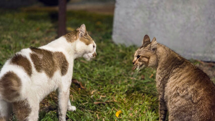 Two cats fighting and standing side by side on a green grass