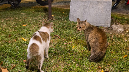 Two cats fighting and standing side by side on a green grass