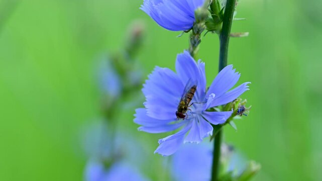 video of chicory flowers in a meadow