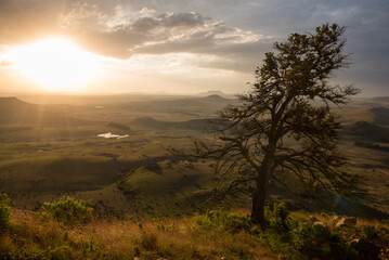 Obraz premium A landscape image with a yellow wood tree on a hill looking down on valley below