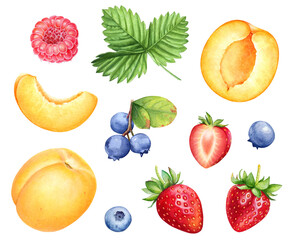 Watercolor realistic botanical illustrations of summer ripe fruits and berries: strawberries, blueberries, raspberry and apricots