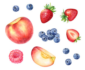 Watercolor realistic botanical illustrations of summer ripe fruits and berries: strawberries, blueberries and peaches