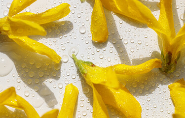 yellow flowers with water drops