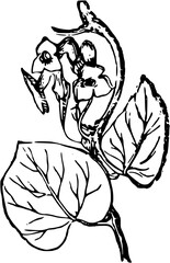 Rustic Flower Clipart – Vintage Botanical