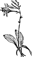 Rustic Flower Clipart – Vintage Botanical