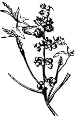 Rustic Flower Clipart – Vintage Botanical