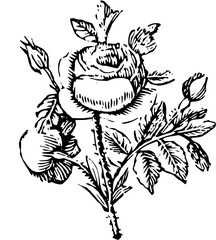 Rustic Flower Clipart – Vintage Botanical