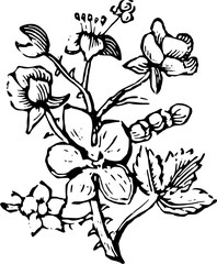 Rustic Flower Clipart – Vintage Botanical