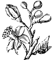 Rustic Flower Clipart – Vintage Botanical