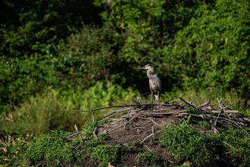 Great Blue Heron