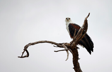 African fish eagle in the Okavango delta
