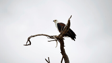 African fish eagle in the Okavango delta