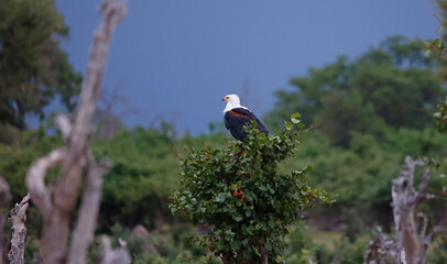 African fish eagle in the Okavango delta